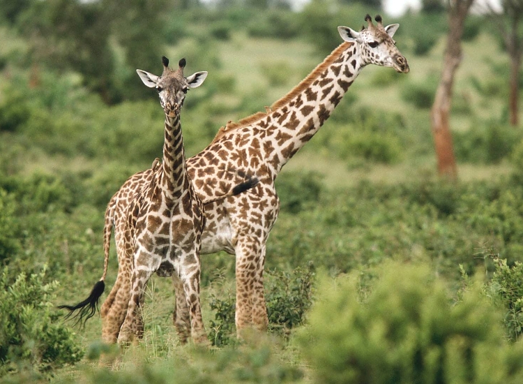 Giraffes under Mount Meru