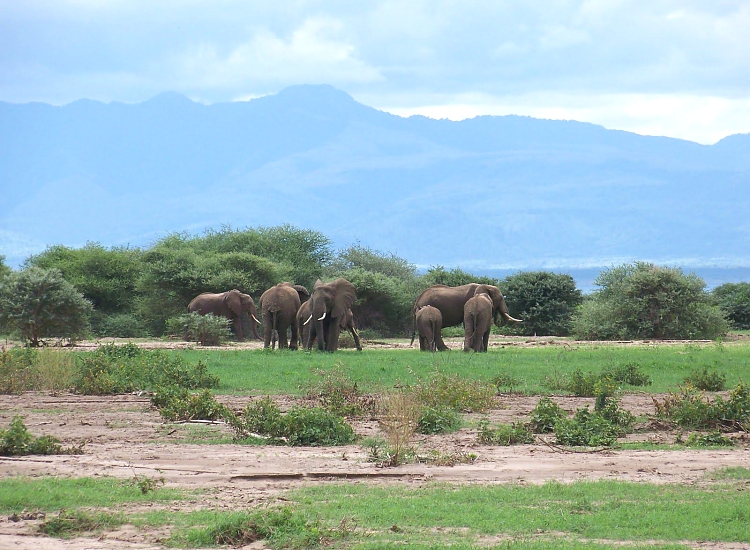Flamingos at Lake Manyara