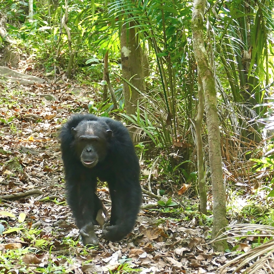 mahale mountains national park tours