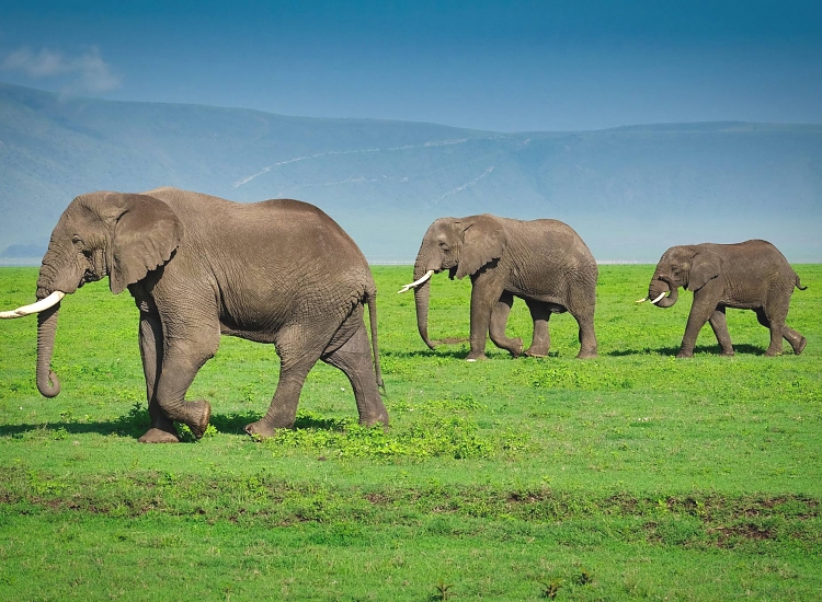 Rare black rhinoceros walking in open plains ecosystem inside Ngorongoro crater floor