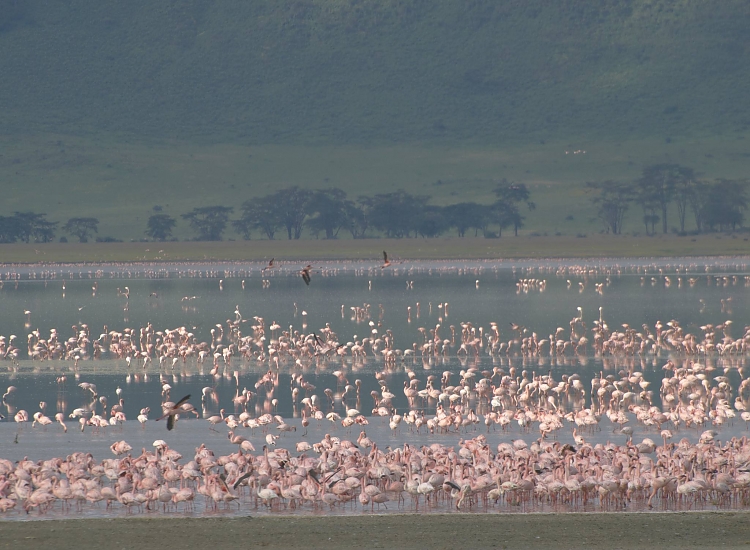 Flocks of pink lesser flamingos wading along the alkaline shores of Lake Manyara