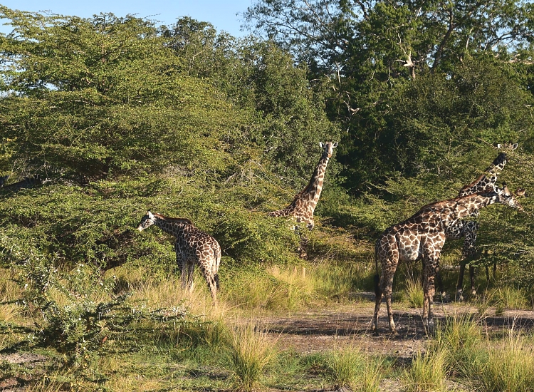 Giraffes in Nyerere National Park