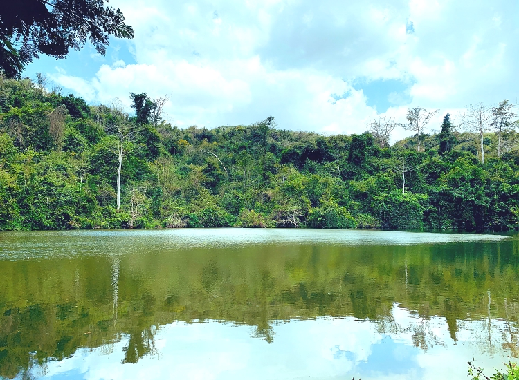 Dense green coastal forest canopy