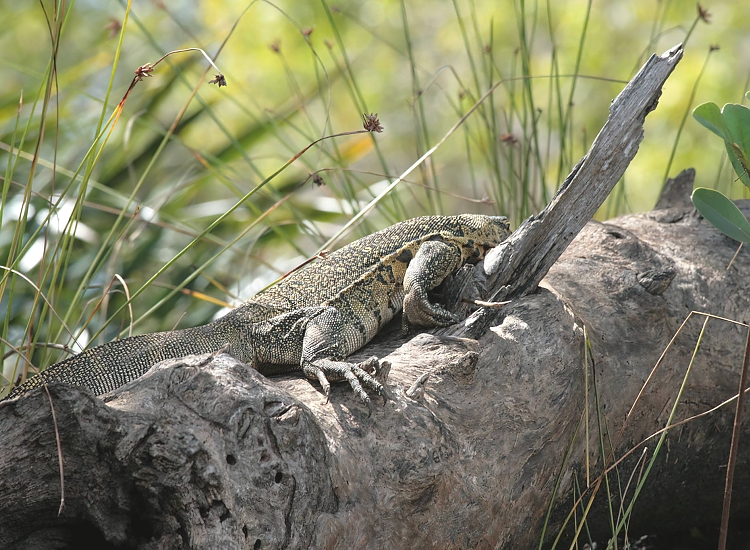 Saadani National Park