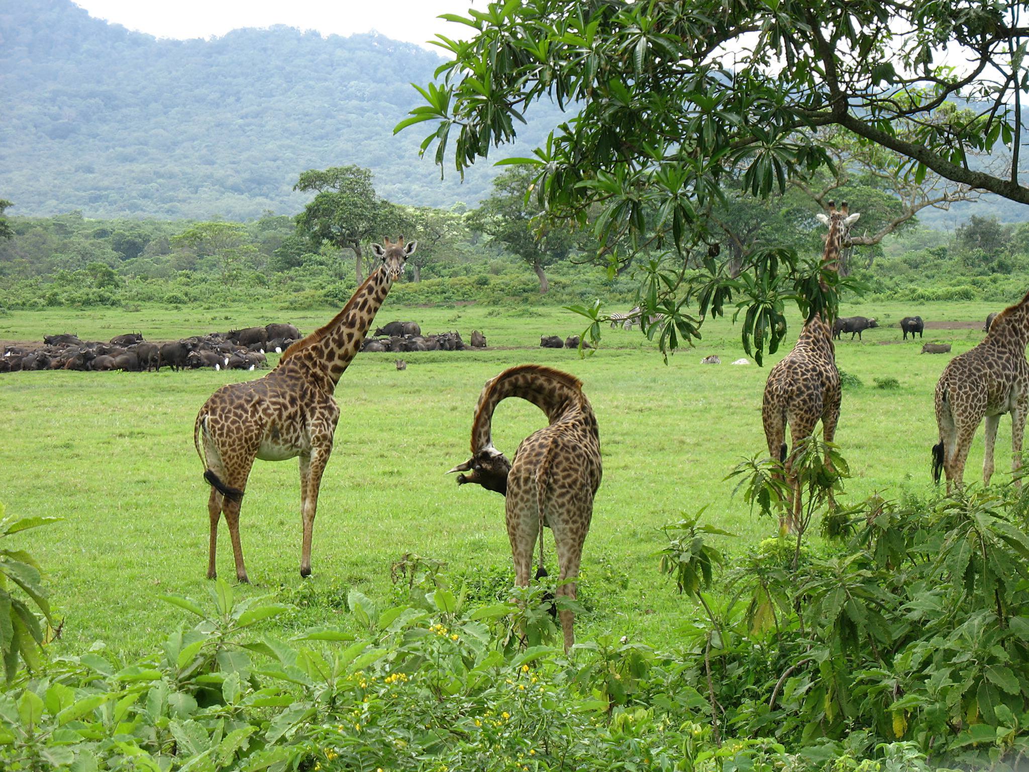 Arusha National Park Arusha National Park