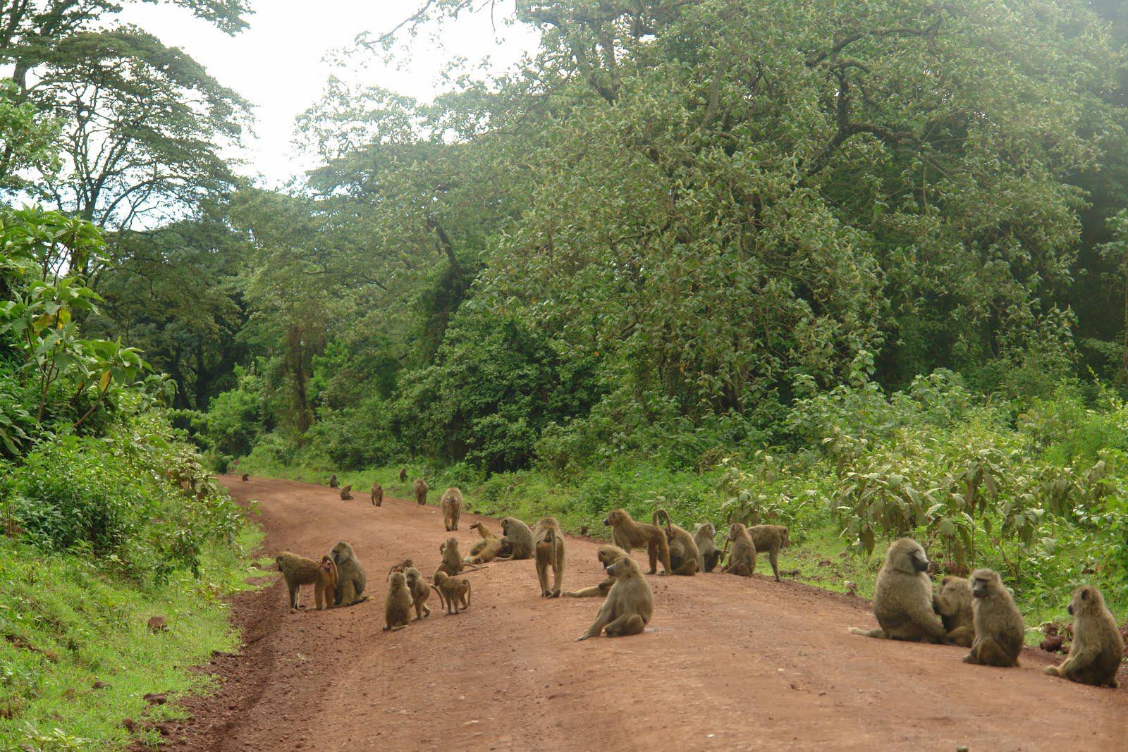 Lake Manyara National Park Lake Manyara National Park