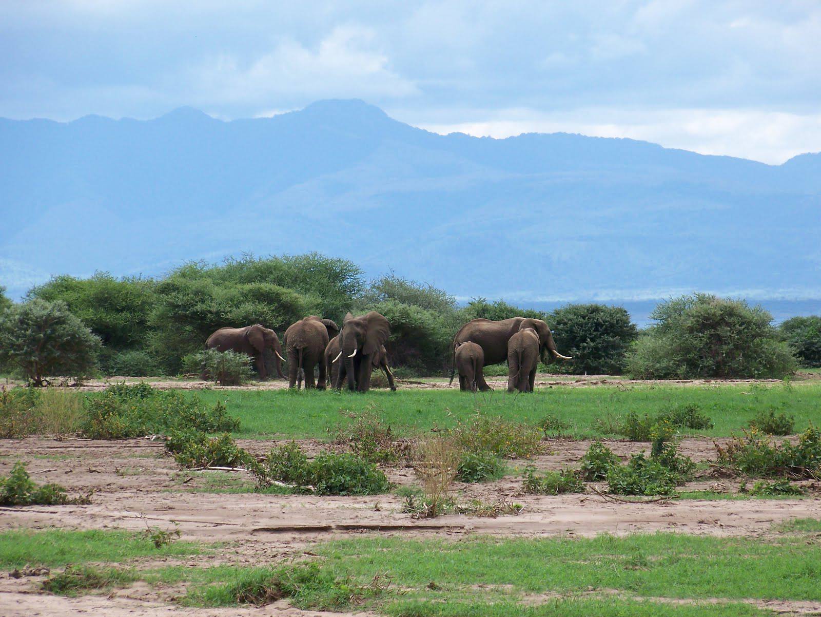 Lake Manyara National Park Lake Manyara National Park