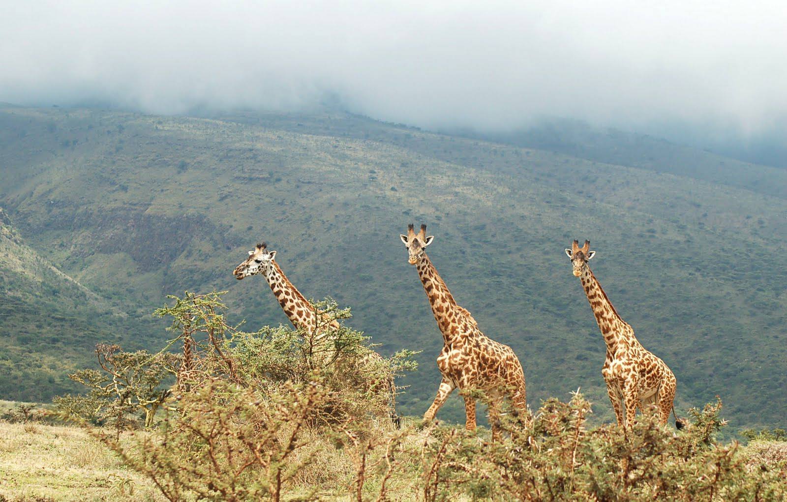 Lake Manyara National Park Lake Manyara National Park