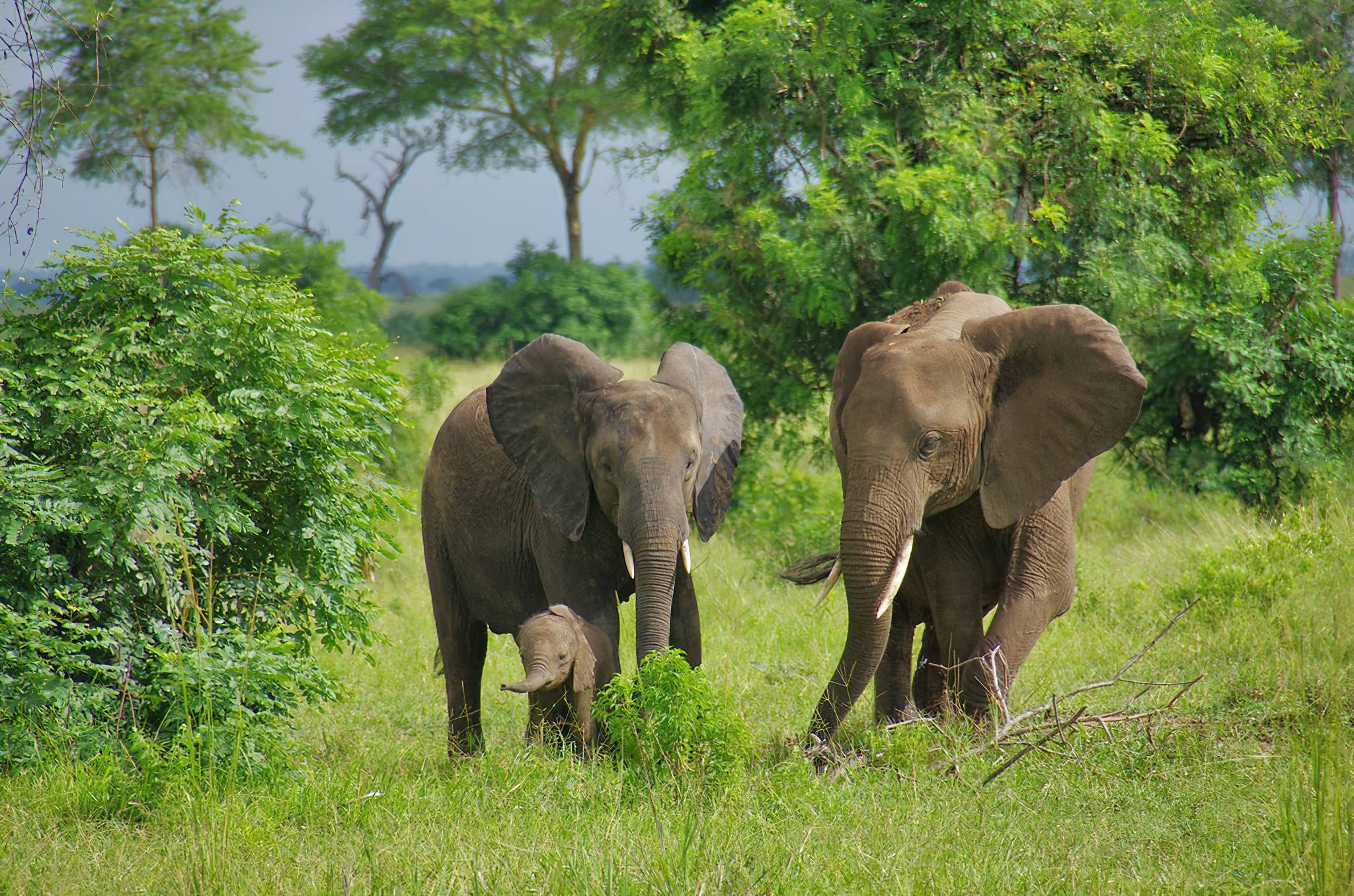 Mikumi National Park
