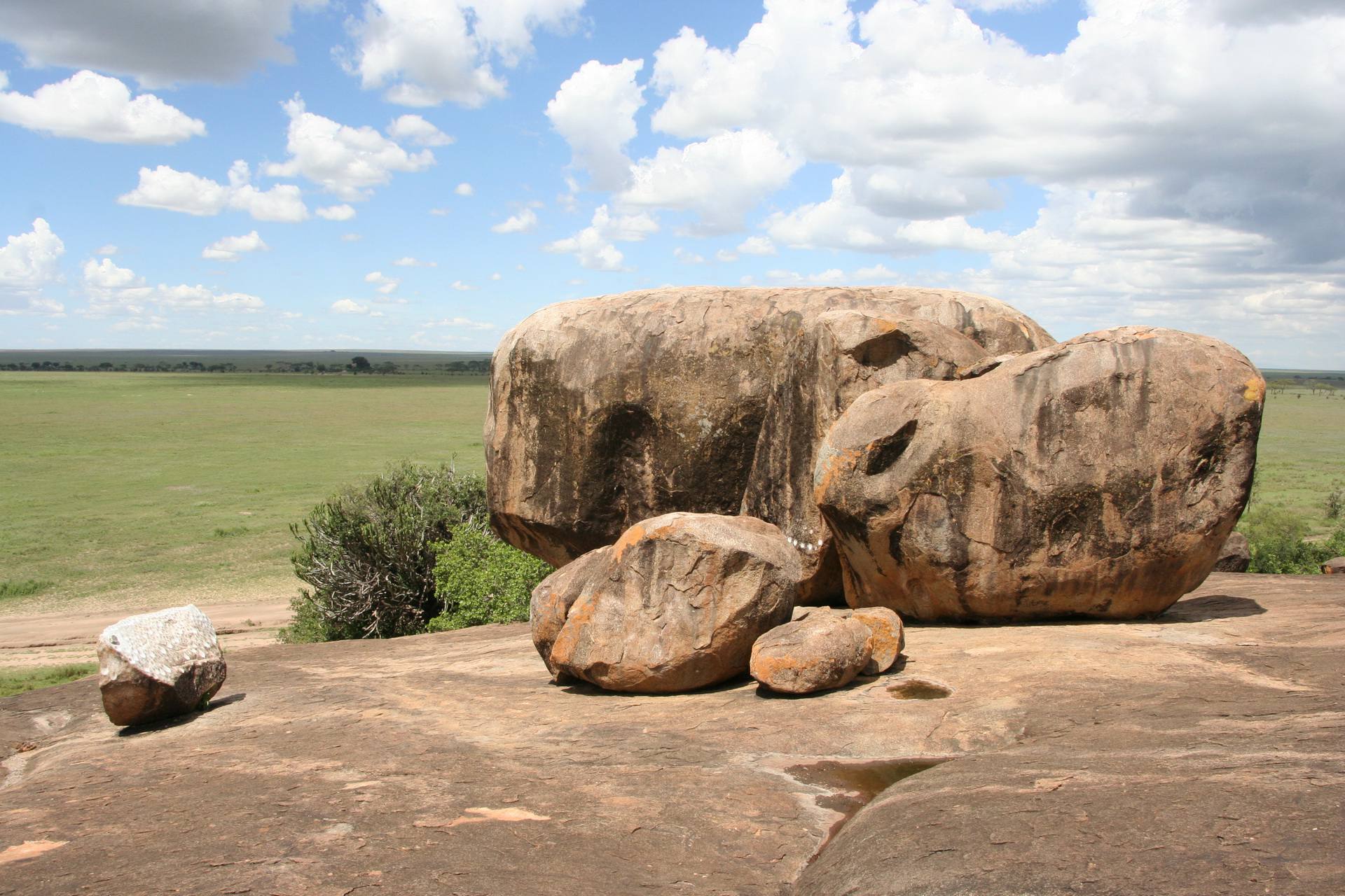 Cheetah scanning the horizon on the vast Serengeti plains