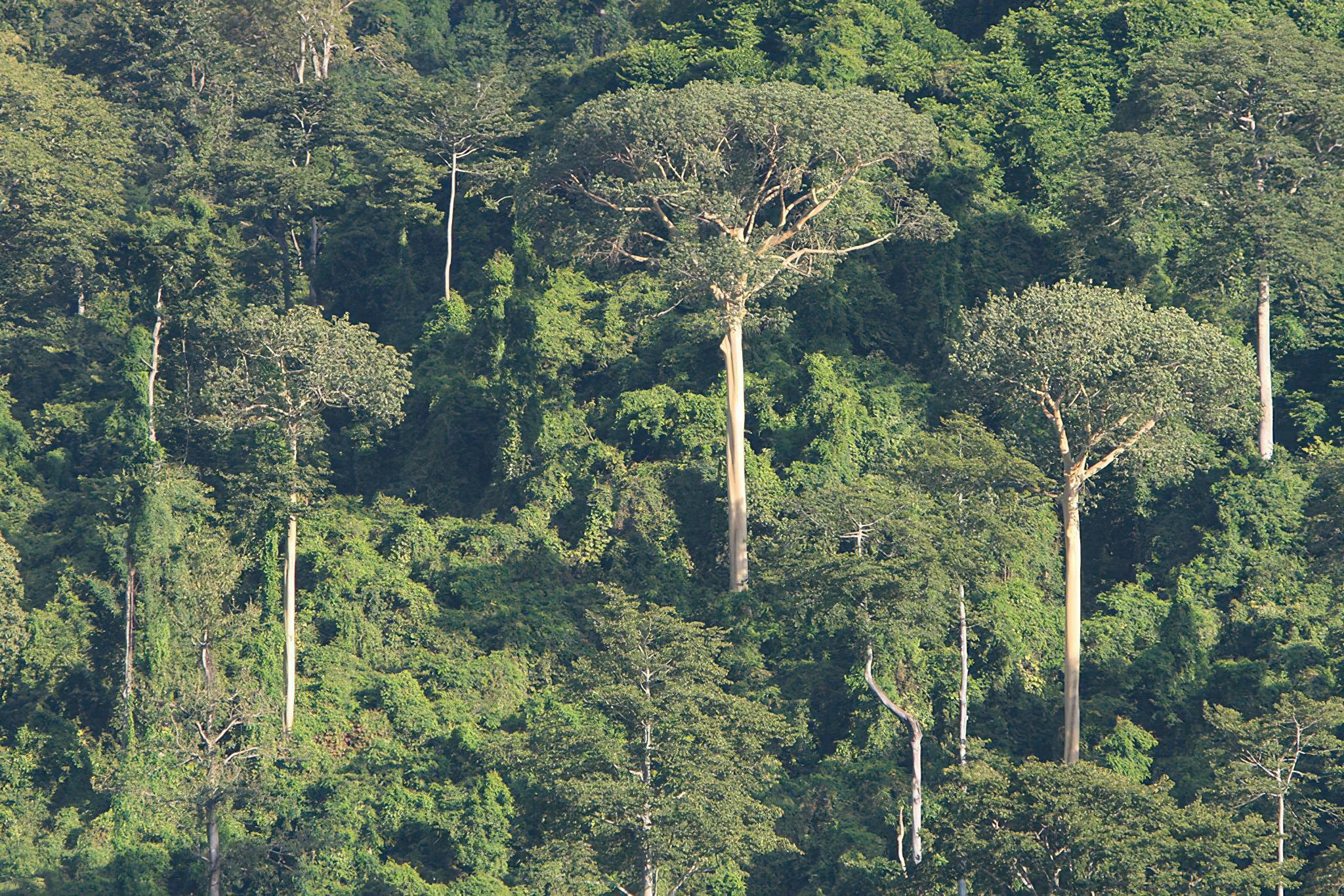 Udzungwa Mountains